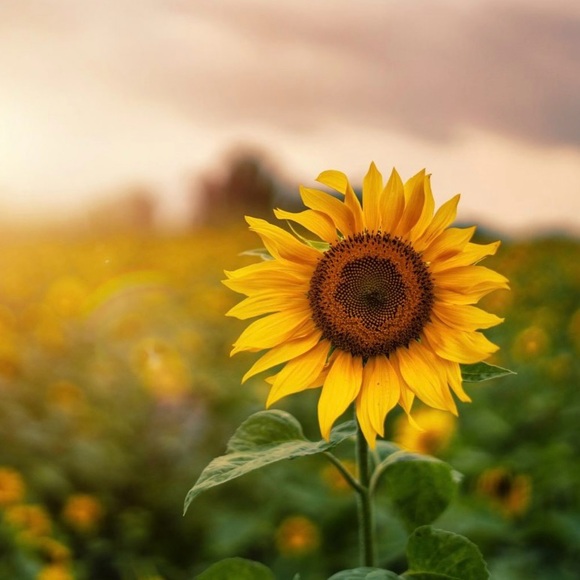 Meet your Posher - Picture 1 of 1